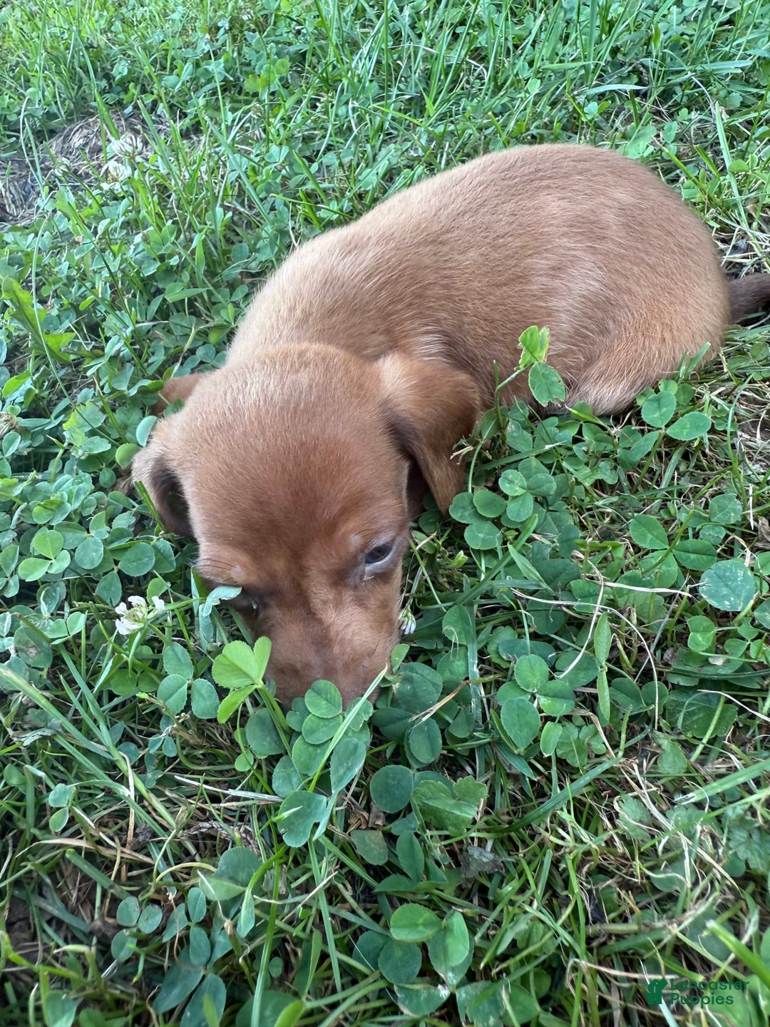 Miniature Dachshund dogs for sale: Remmy - Image 1