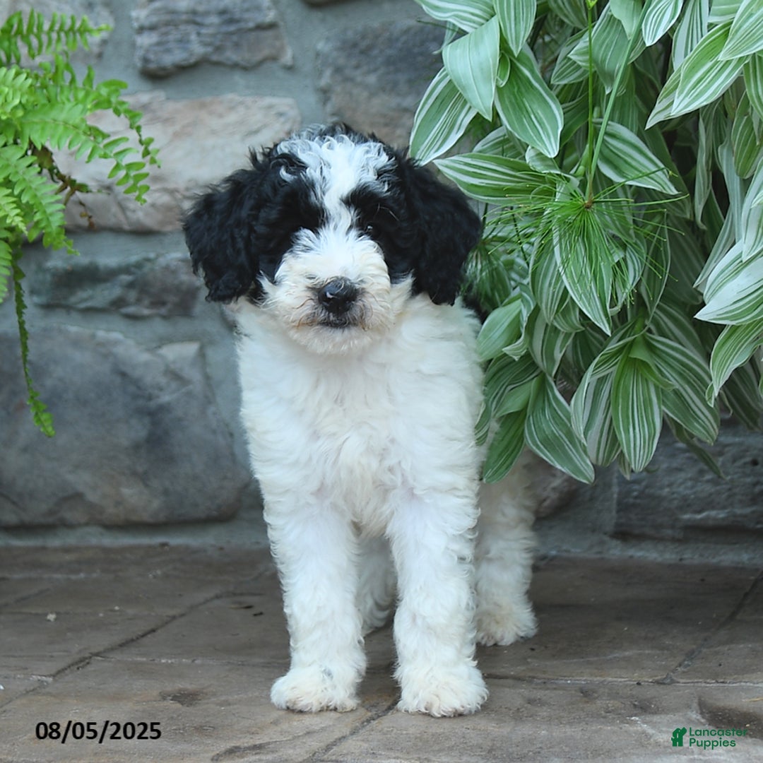 Bernedoodle dogs for sale: Jade - Image 1