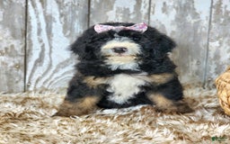 Bernedoodle dogs for sale: Christa - Image 8