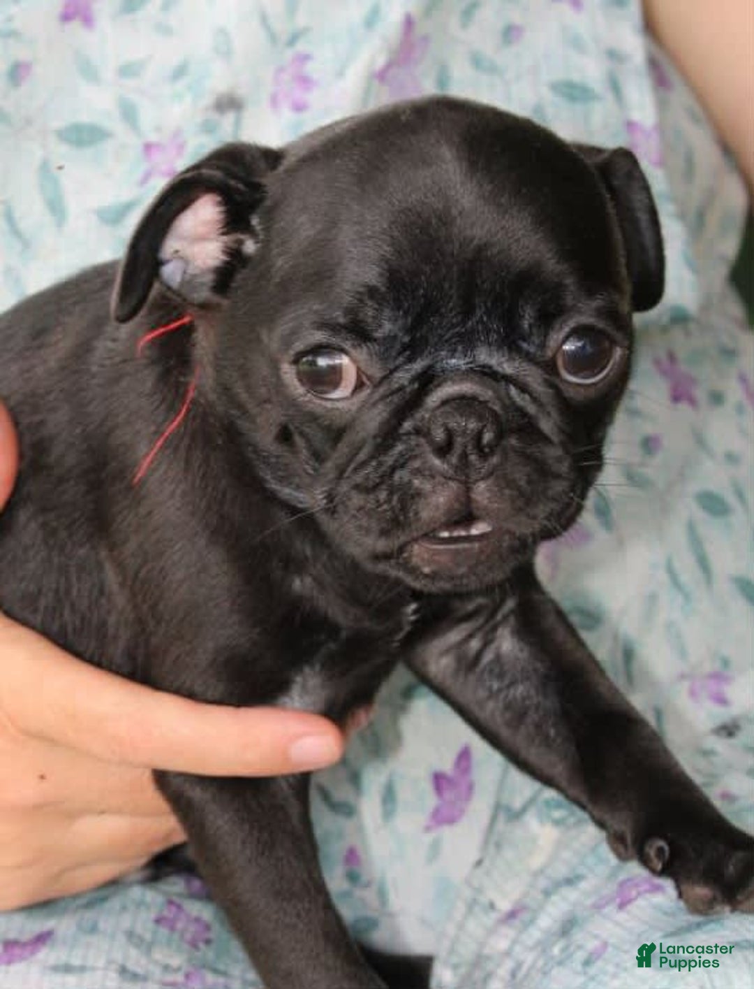 Pug dogs for sale: Roscoe - Image 5