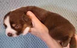 Australian Shepherd dogs for sale: Red And White Male - Image 2