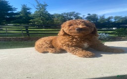Mini Goldendoodle dogs for sale: Duke - Image 9