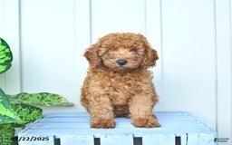 Mini Goldendoodle dogs for sale: Montana - Image 7