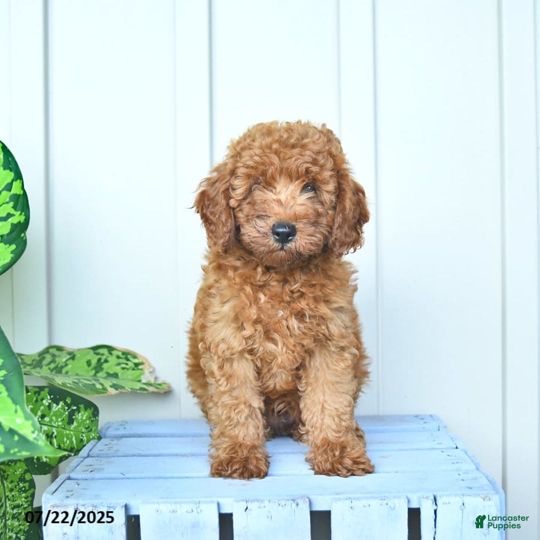 Mini Goldendoodle dogs for sale: Montana - Image 7