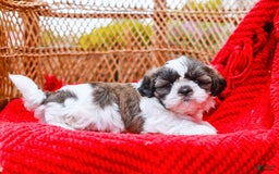 Shih Tzu dogs for sale: Easton - Image 10
