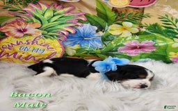 English Springer Spaniel dogs for sale: Bacon - Image 4