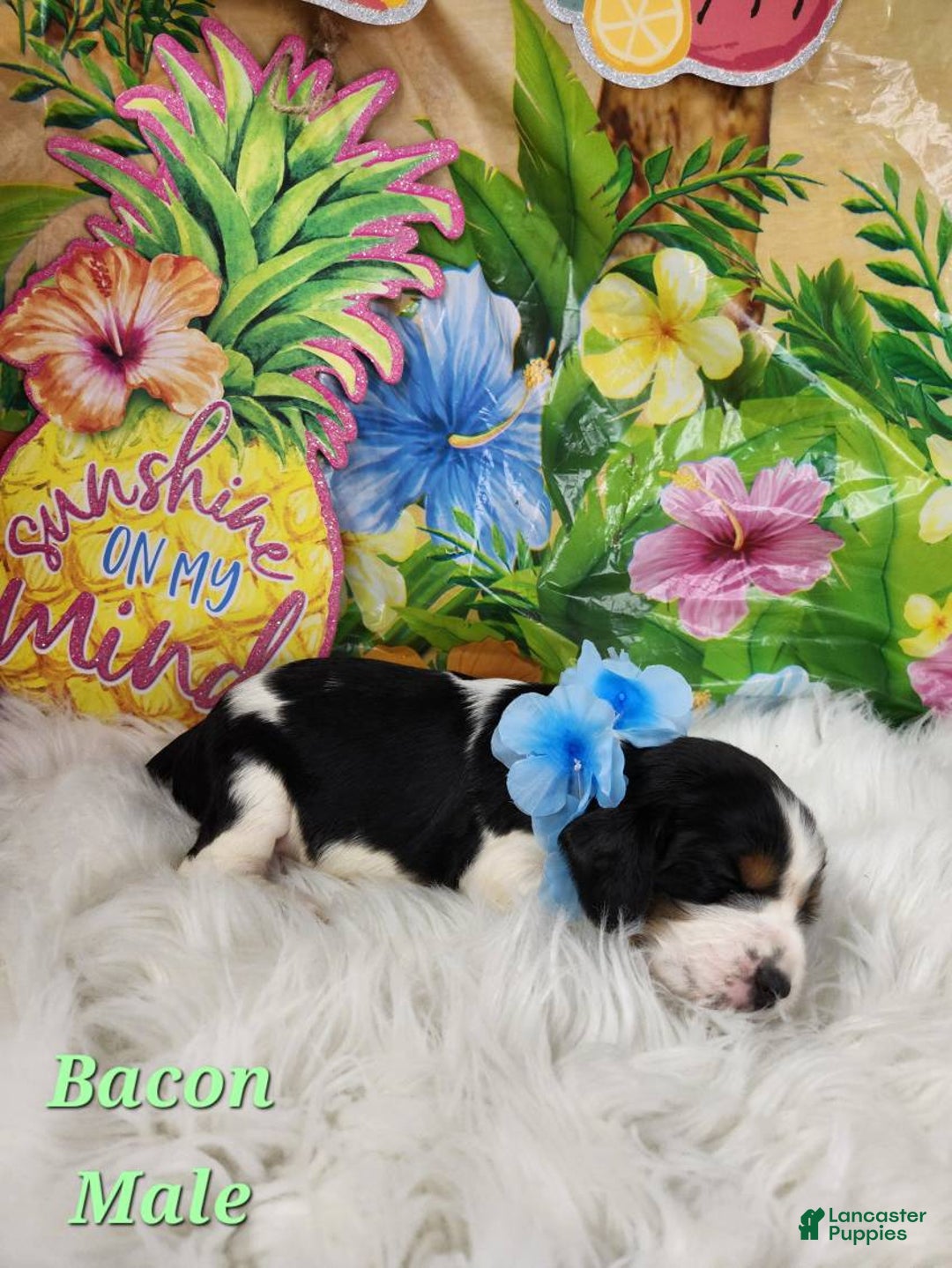 English Springer Spaniel dogs for sale: Bacon - Image 4