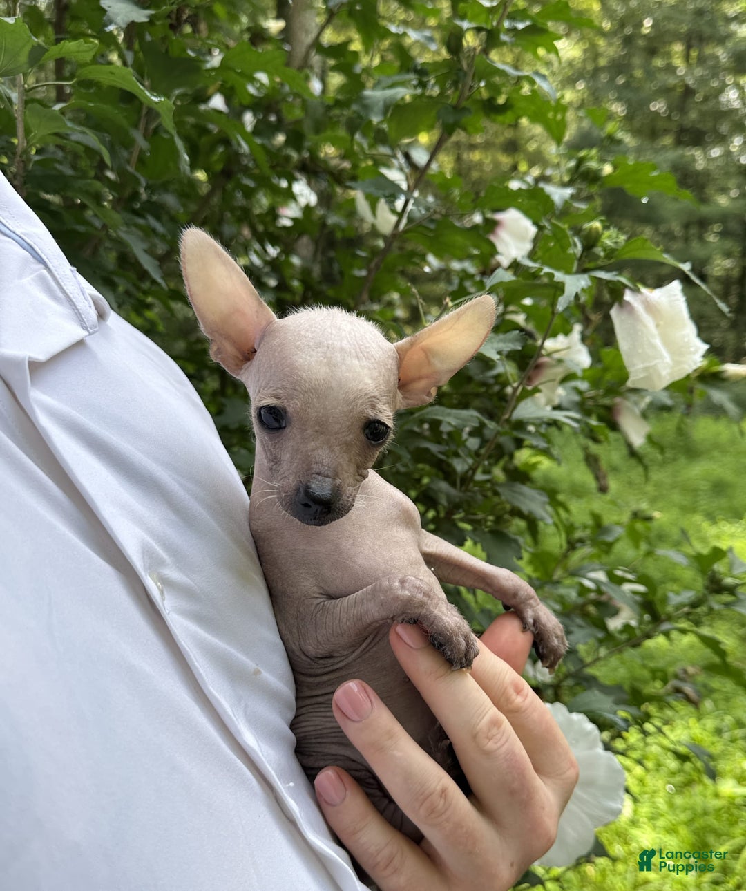 Chihuahua dogs for sale: Splinter - Image 14
