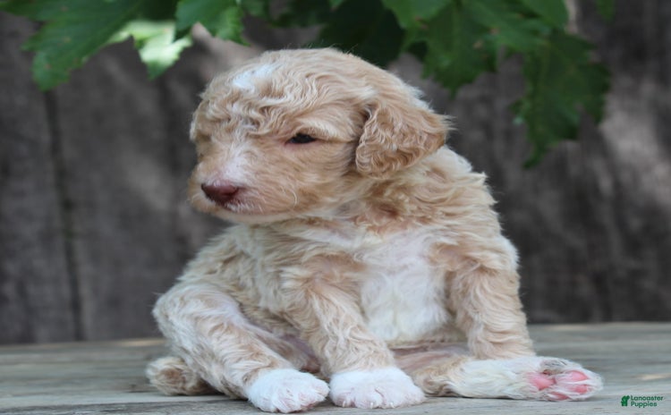 Standard Poodle dogs for sale - Ad 5