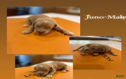 Goldendoodle dogs for sale: Juno - Image 1