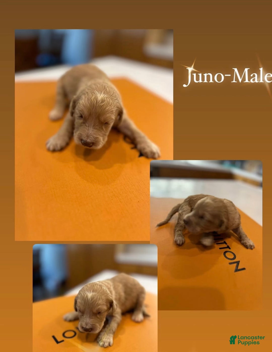 Goldendoodle dogs for sale: Juno - Image 1