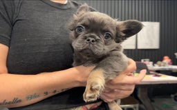 French Bulldog dogs for sale: Lucky - Image 2
