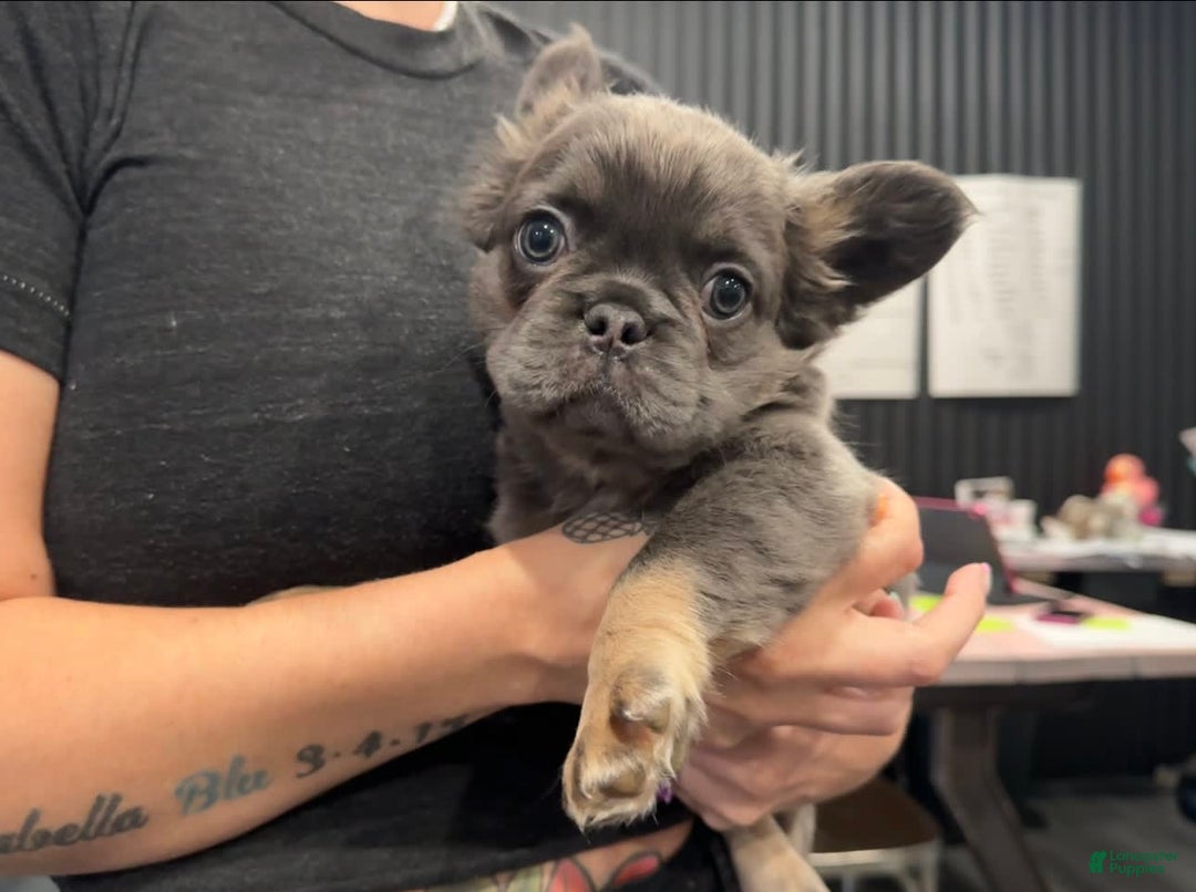 French Bulldog dogs for sale: Lucky - Image 2