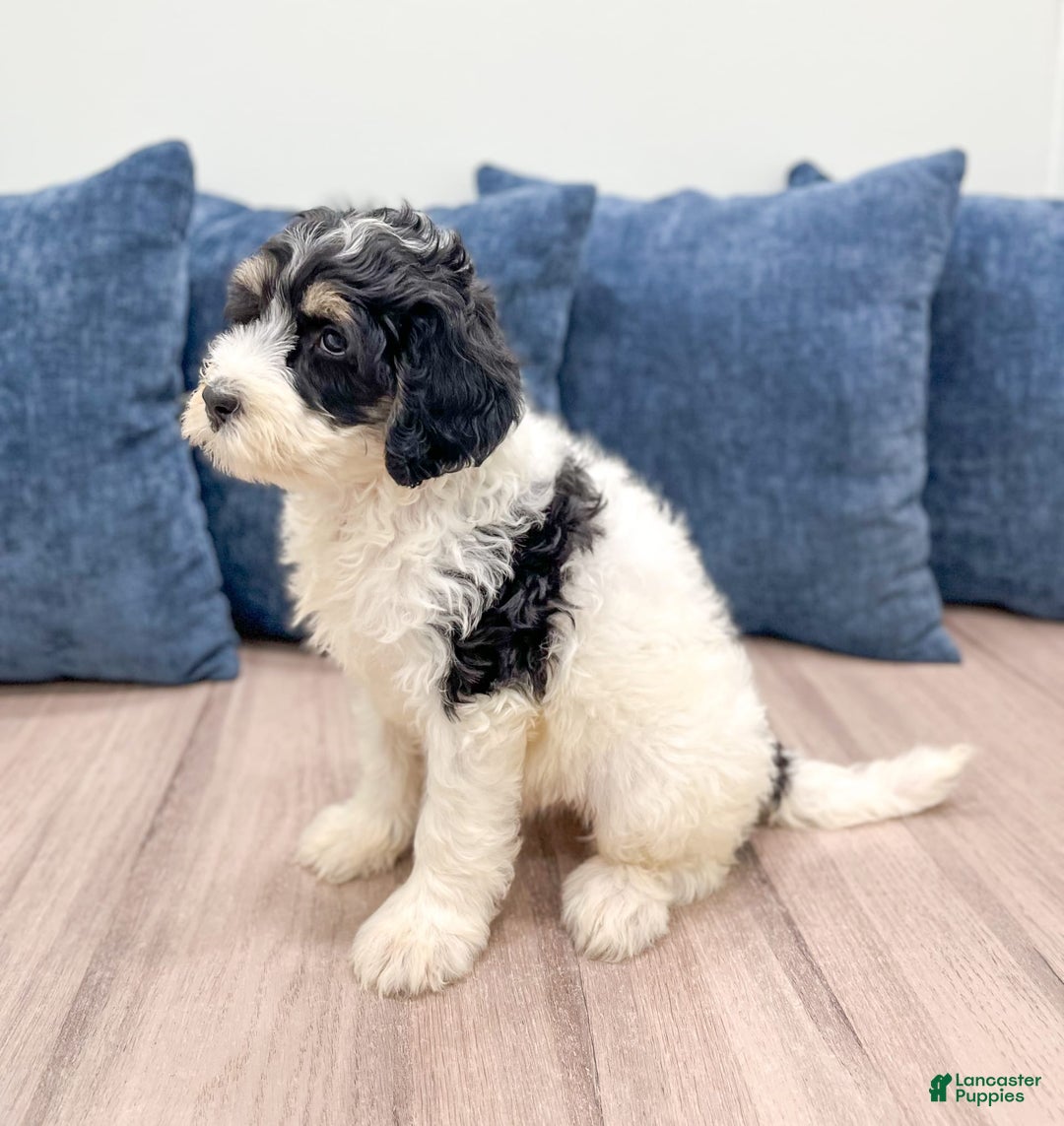 Mini Bernedoodle dogs for sale: Diva - Image 5