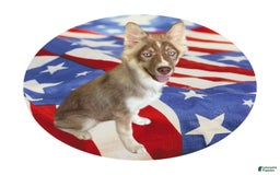 Siberian Husky dogs for sale: Demeter - Image 2