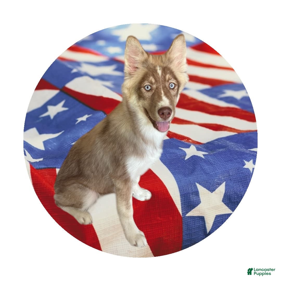 Siberian Husky dogs for sale: Demeter - Image 2