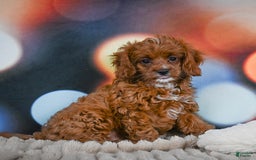 Cavapoo dogs for sale: Drover - Image 9