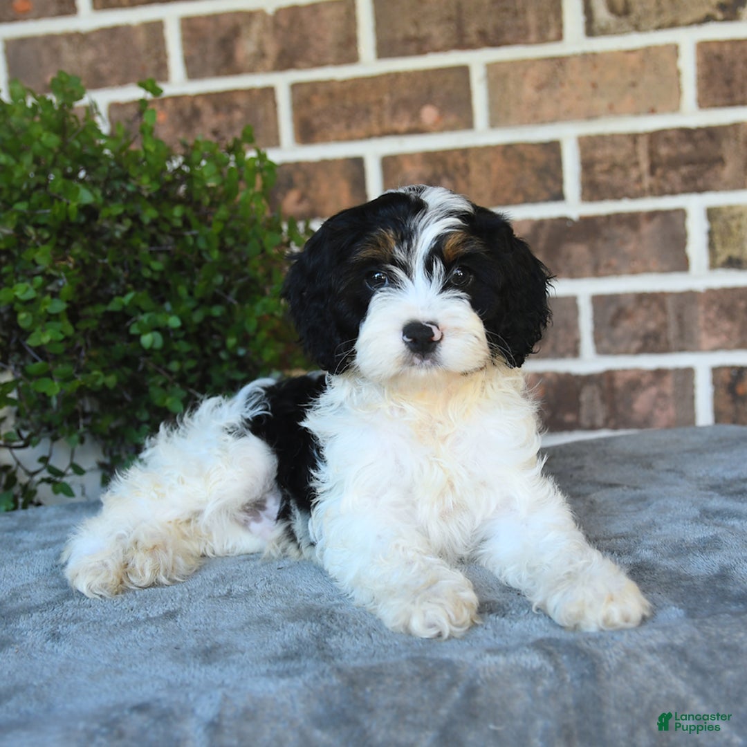 Cavapoo dogs for sale: Teddy - Image 1