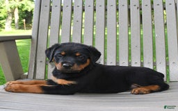 Rottweiler dogs for sale: Lexi - Image 2