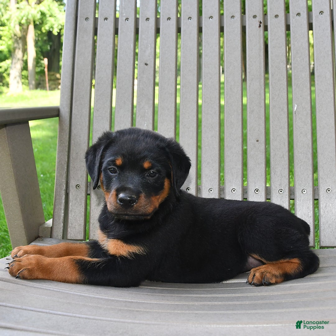 Rottweiler dogs for sale: Lexi - Image 2