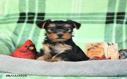 Yorkshire Terrier dogs for sale: Lulu - Image 5