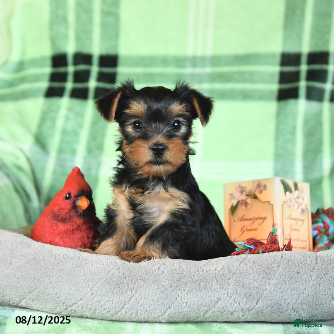 Yorkshire Terrier dogs for sale: Lulu - Image 5