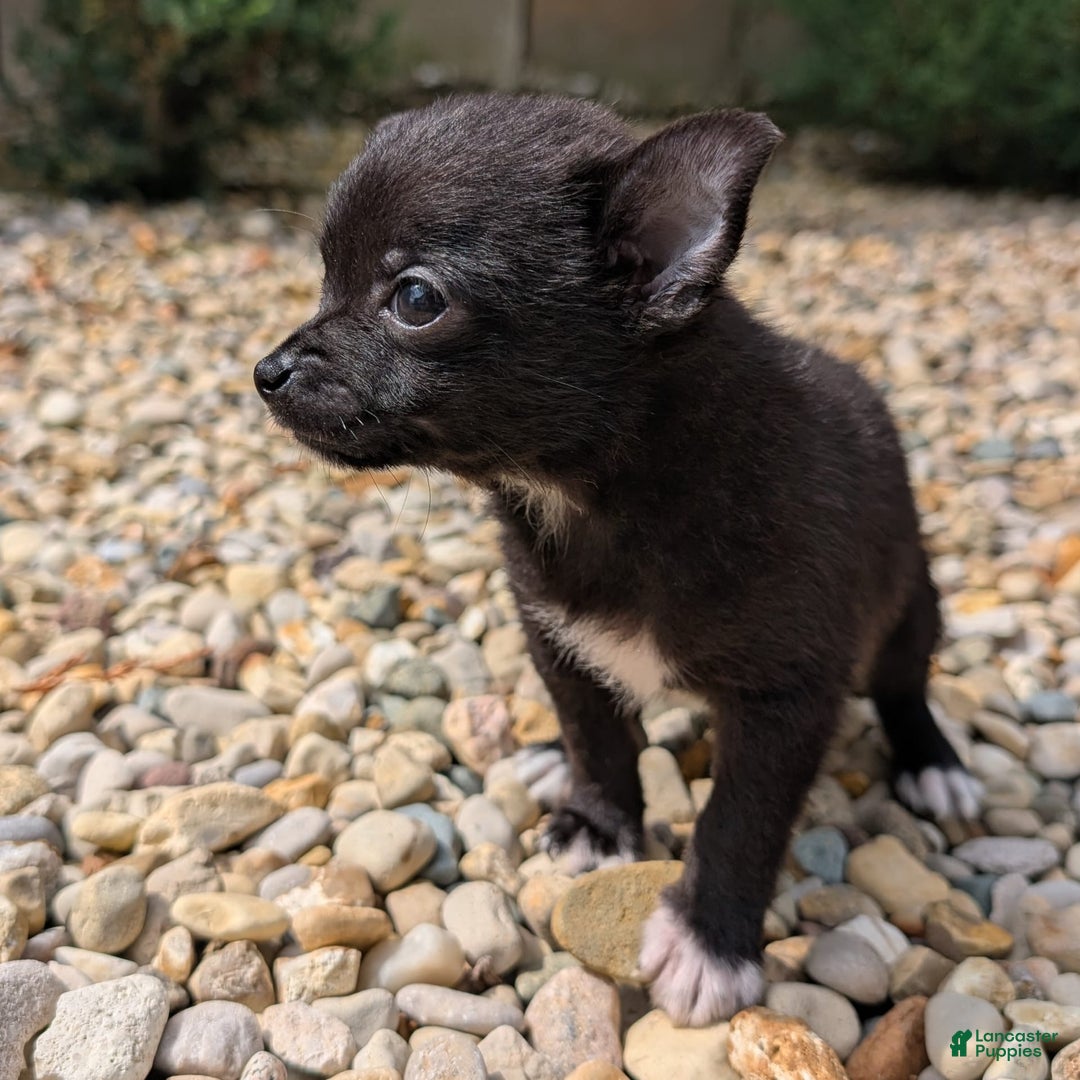 Pomchi dogs for sale: Batty - Image 4