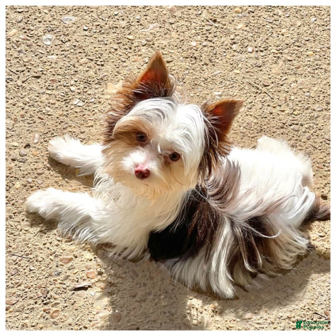 Yorkshire Terrier dogs for sale: Daniel - Image 11