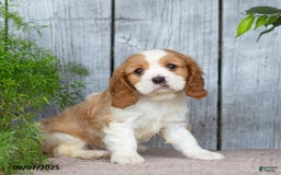 Cavalier King Charles Spaniel dogs for sale: Tyrone - Image 3
