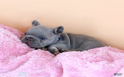 French Bulldog dogs for sale: Dylan - Image 12
