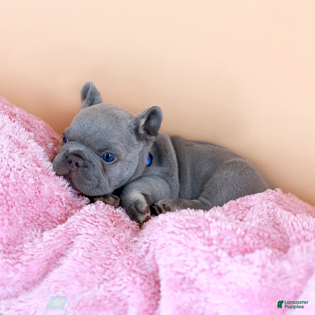 French Bulldog dogs for sale: Dylan - Image 12