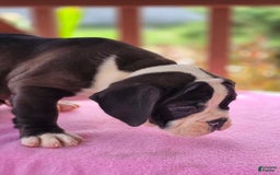 English Bulldog dogs for sale: Petunia - Image 5