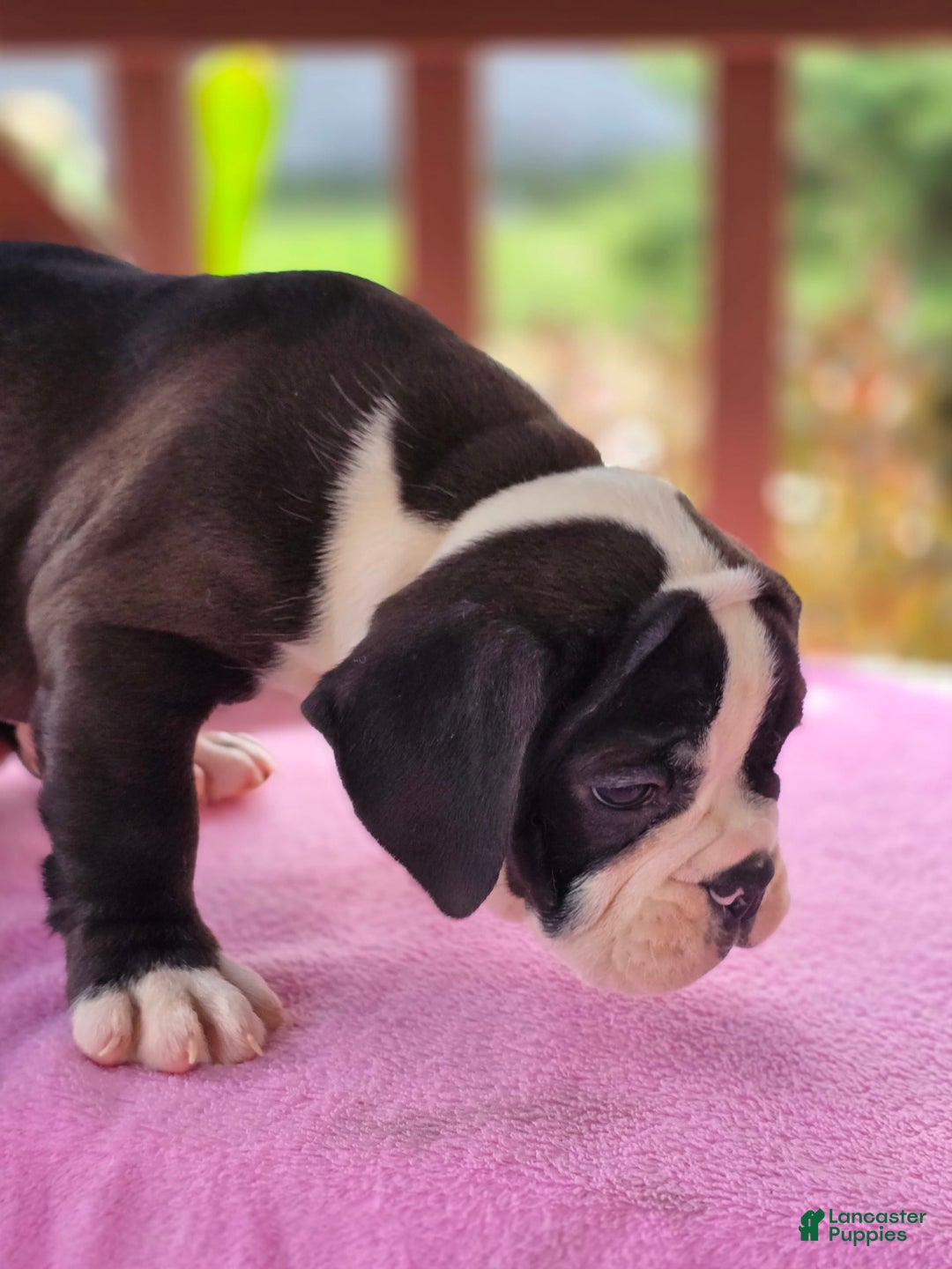 English Bulldog dogs for sale: Petunia - Image 5