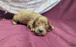 Cavapoo dogs for sale: Apollo - Image 25