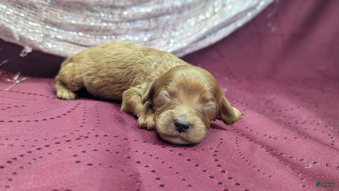 Cavapoo dogs for sale: Apollo - Image 25