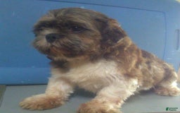 Teddy Bear dogs for sale: Sammy - Image 11