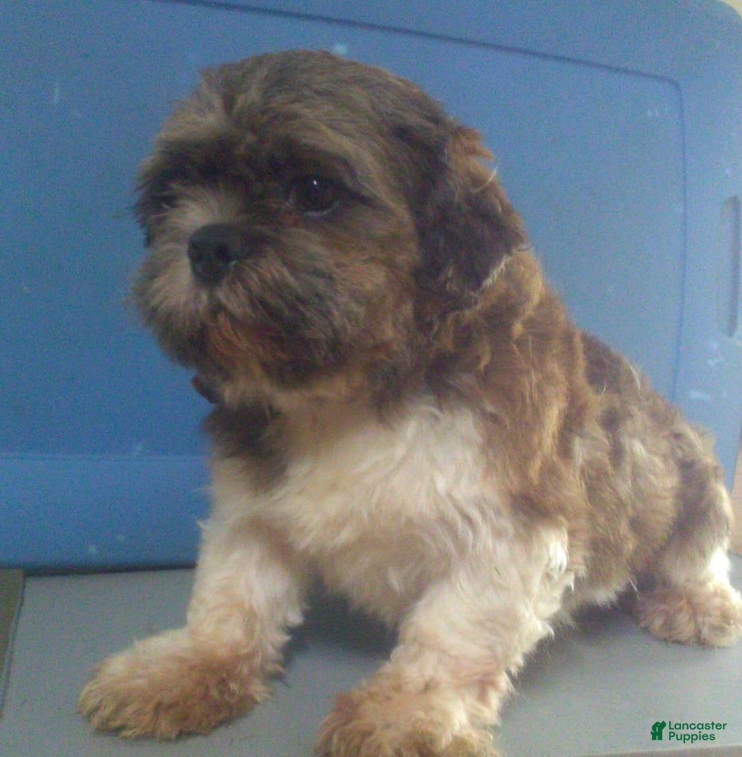 Teddy Bear dogs for sale: Sammy - Image 11