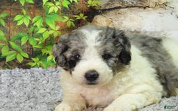 Mini Goldendoodle dogs for sale: Oreo F1b - Image 2