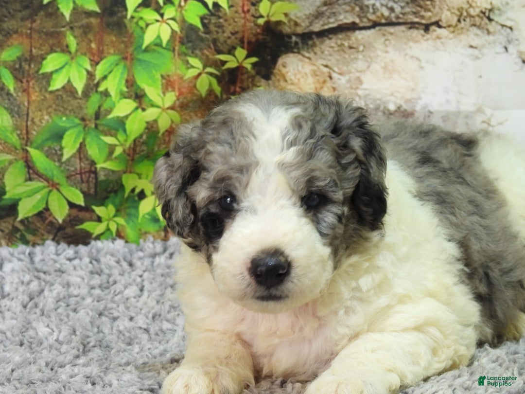 Mini Goldendoodle dogs for sale: Oreo F1b - Image 2
