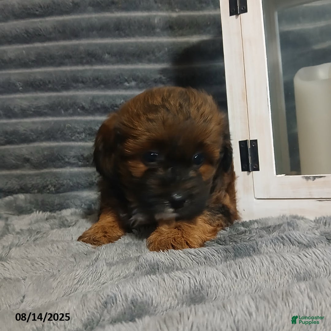 Shihpoo dogs for sale: Parker - Image 6