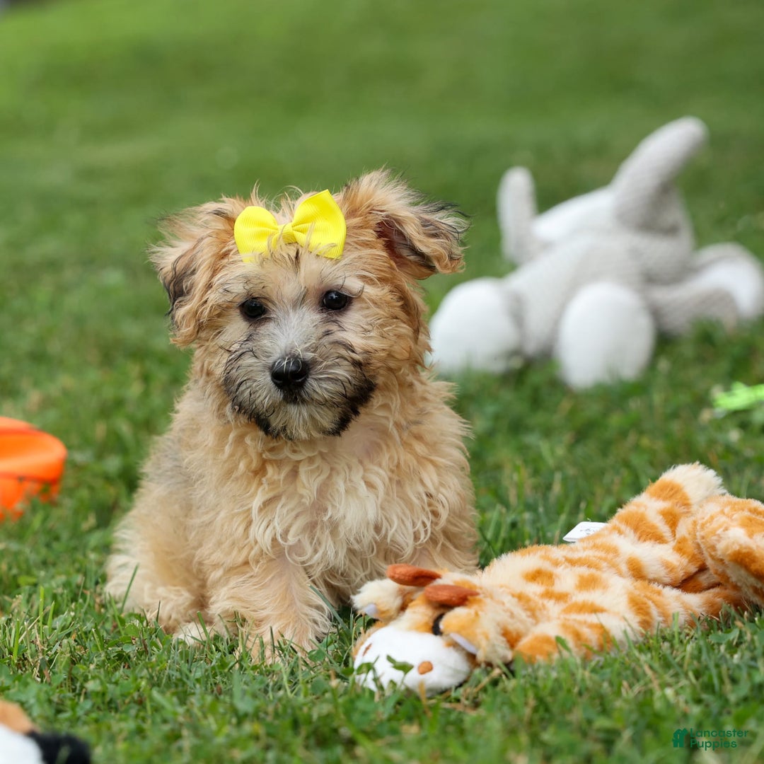 Yochon dogs for sale: Theodore - Image 4
