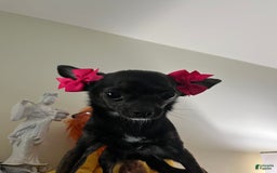 Chihuahua dogs for stud: Jahna - Image 5