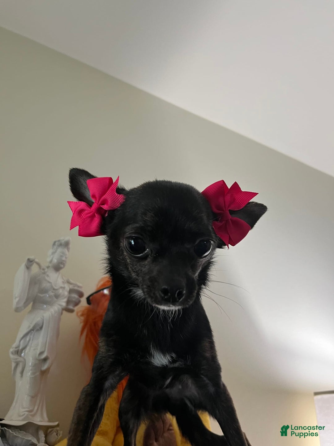 Chihuahua dogs for stud: Jahna - Image 5