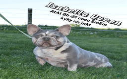 French Bulldog dogs for stud: Husky Koi - Image 2