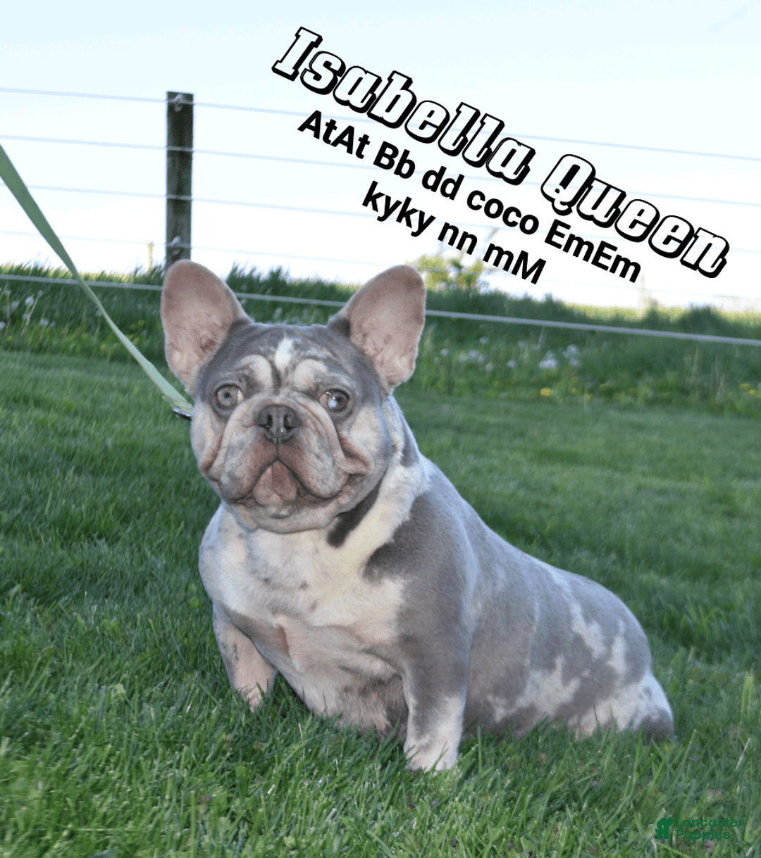 French Bulldog dogs for stud: Husky Koi - Image 2