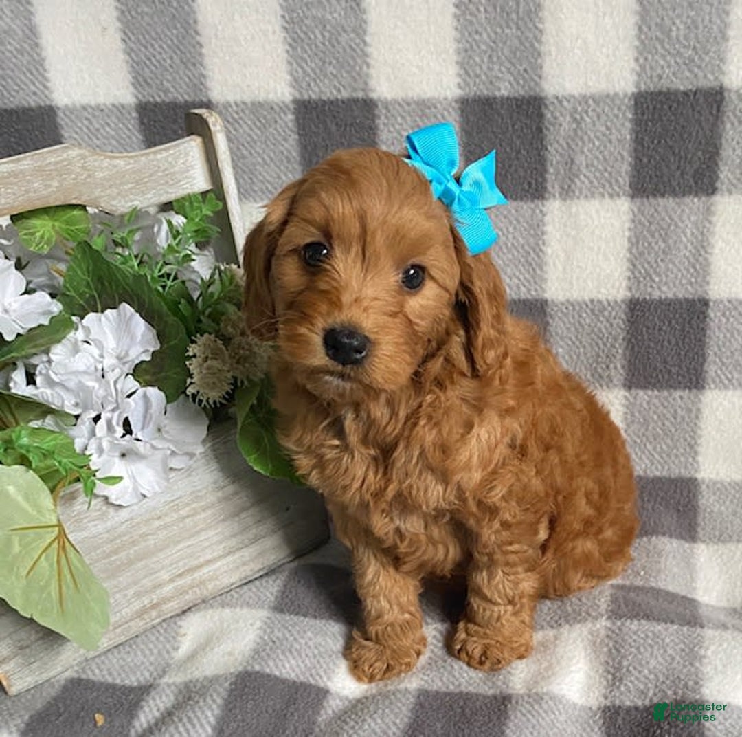 Mini Goldendoodle dogs for sale: Lacey - Image 1