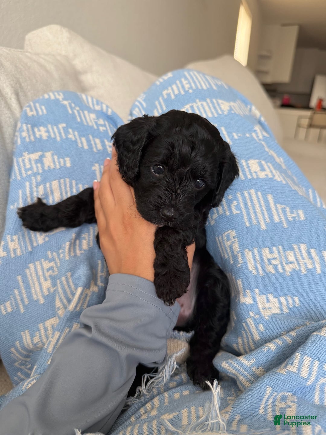 Cockapoo dogs for sale: Sage - Image 5