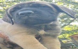 English Mastiff dogs for sale: Banner - Image 1
