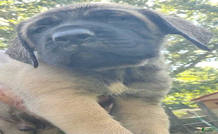 English Mastiff dogs for sale - Ad 1