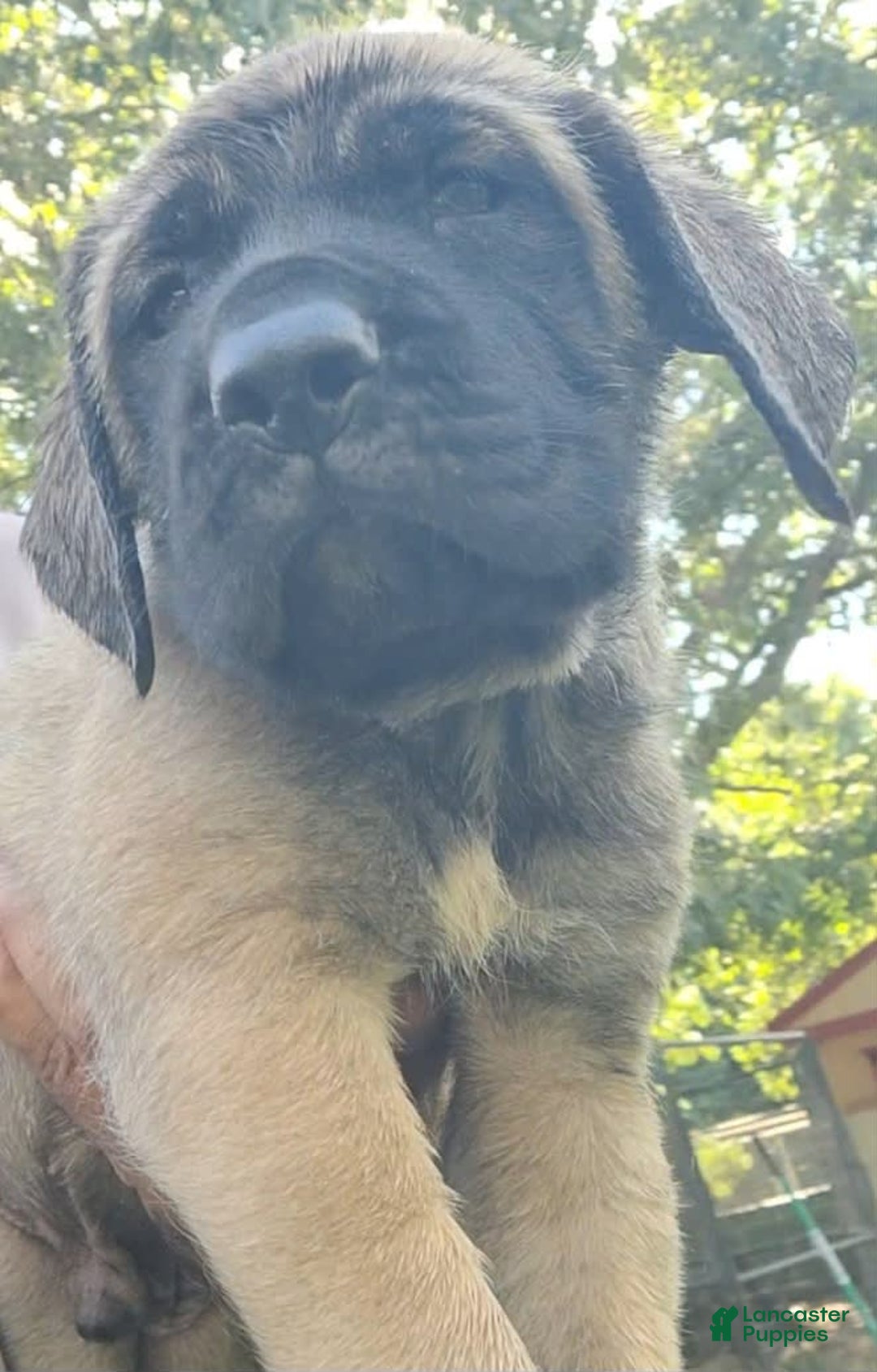 English Mastiff dogs for sale: Banner - Image 1
